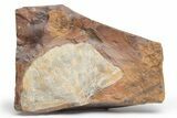 Fossil Ginkgo Leaf From North Dakota - Paleocene #221227-1